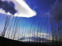 富士山頂的帽子云， 愜意的春天， 愜意的櫻花勝地