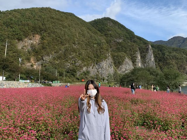 영월에서 홍메밀꽃 구경하기◡̈ 