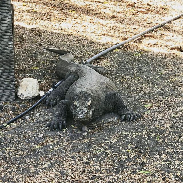 Komodo Dragons on Rinca Island