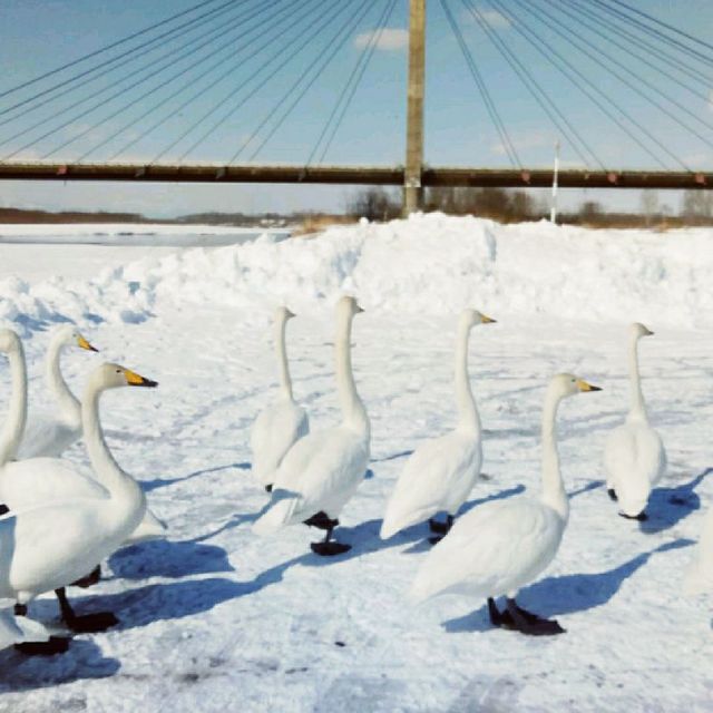 【北海道】十勝中央大橋（白鳥大橋）
