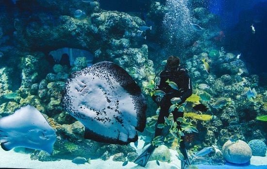凱恩斯水族館