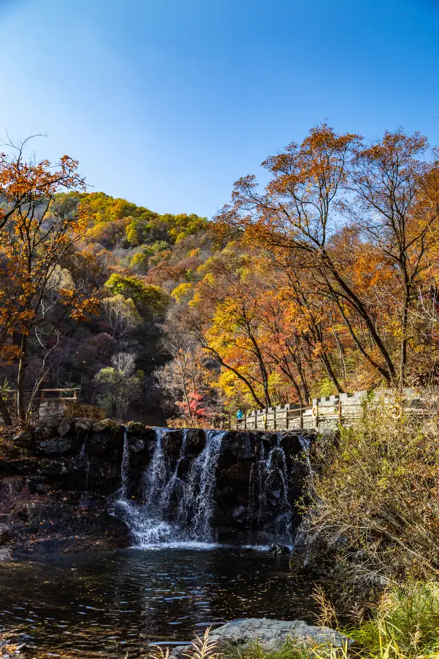 Maple Leaf Viewing in Benxi