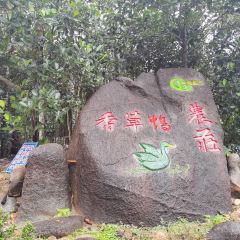 屯昌县枫木镇枫木香草鸭店 User Photo