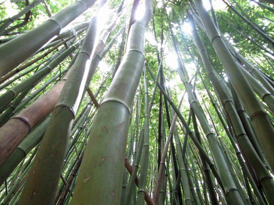 Bamboo Forest