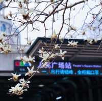 Best Places to See Spring Blossoms in SH