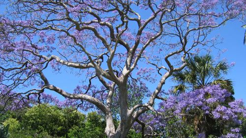 Royal Botanic Garden Sydney