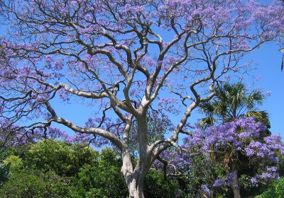 Royal Botanic Garden Sydney