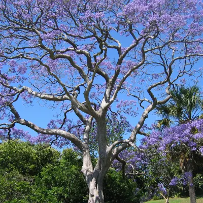 LATAM Airlines Flights to Burnie