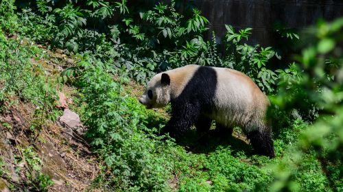 Wolong Giant Panda Nature Reserve