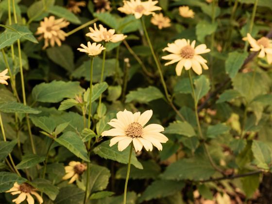 錦繡安仁奇境花園