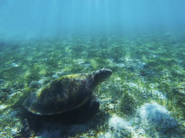 Diving in Cebu
