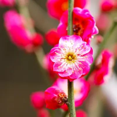 Отзывы об отеле Itoshima Resort TUMUGU