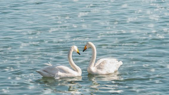 Salisburgo + Castello di Heilbrunn + Zoo di Heilbrunn + Casa della natura + Lago Wolfgang