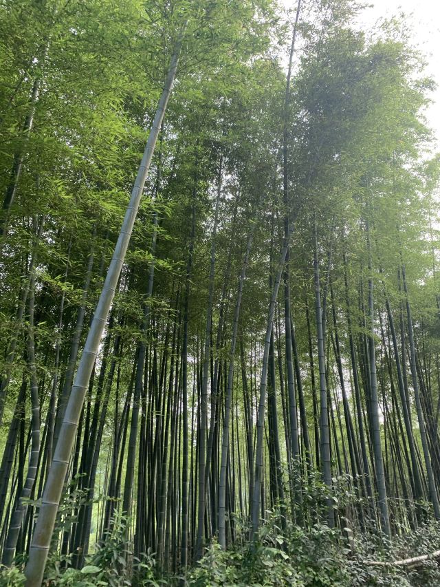 룽츠산(용지산) 자전거 공원