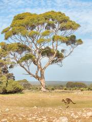 Kelly Hill Conservation Park