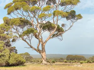 Kelly Hill Conservation Park