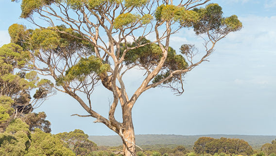 Kelly Hill Conservation Park