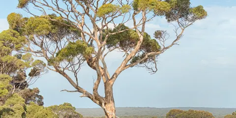 凱利山保育公園