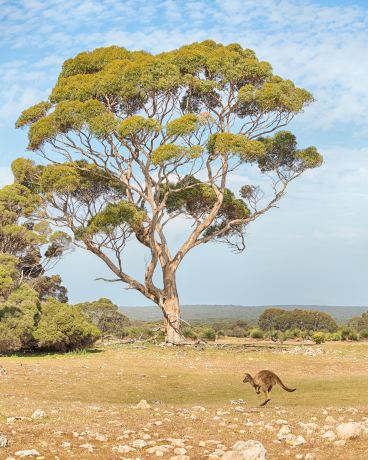Kelly Hill Conservation Park
