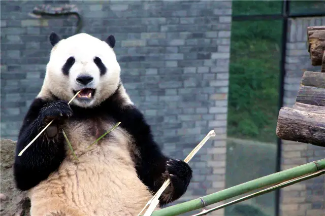 Panda Viewing in Chengdu