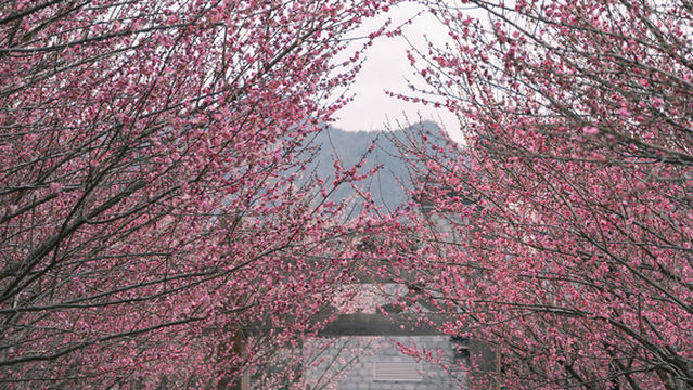 Plum Blossom Viewing in Taizhou