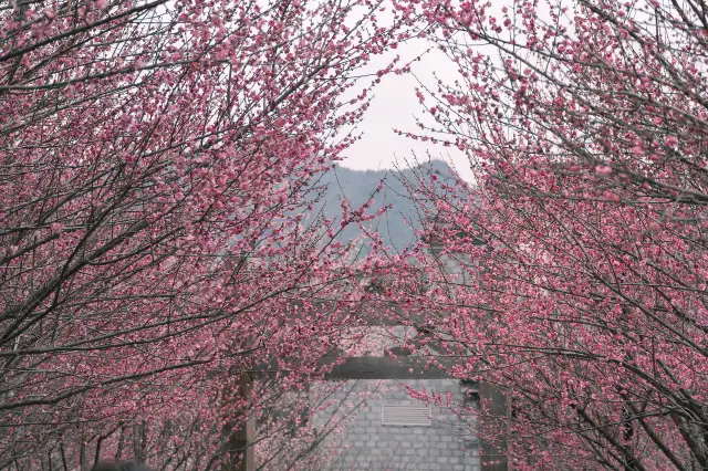 Plum Blossom Viewing in Taizhou