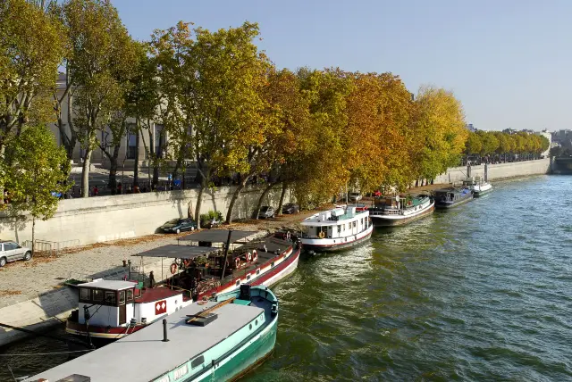 Plane Tree Viewing in Paris