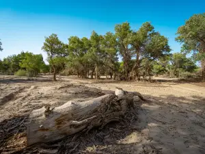 Tarim Populus Euphratica Forest Park
