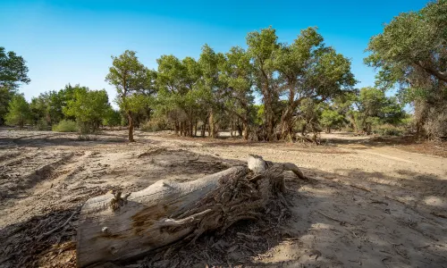 Tarim Populus Euphratica Forest Park