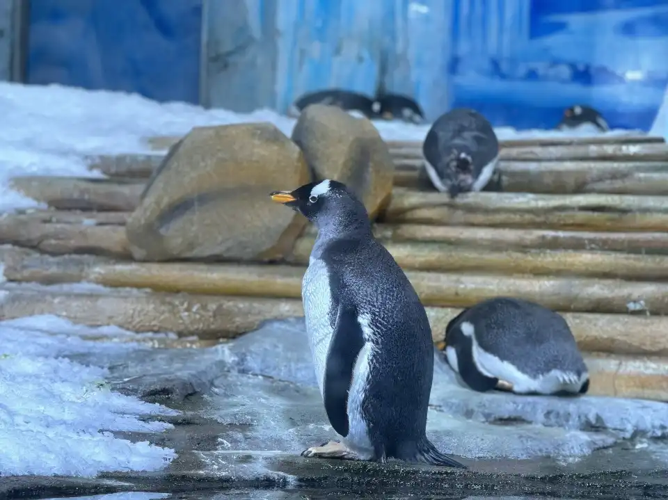 5_Polar Oceanarium