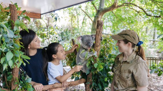 Koala Encounter on the Gold Coast