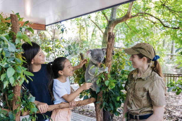 Incontri con i koala sulla Gold Coast