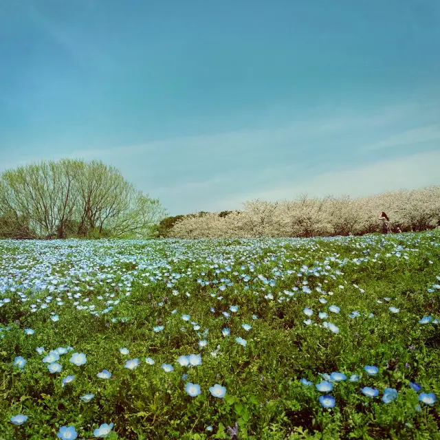 Điểm ngắm Sakura