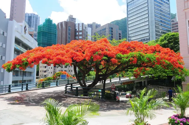 【香港賞花2024】全年賞花時間表 12大品種開花時間+地點一覽 