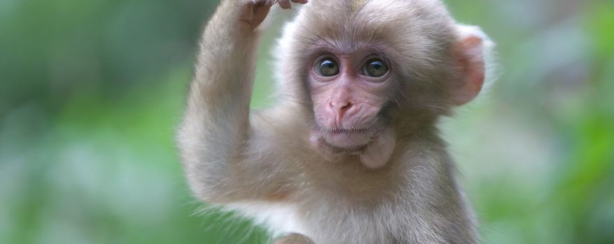 Yangshanyesheng Zoo