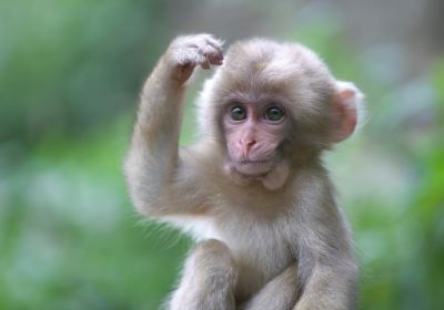 羊山野生動物園