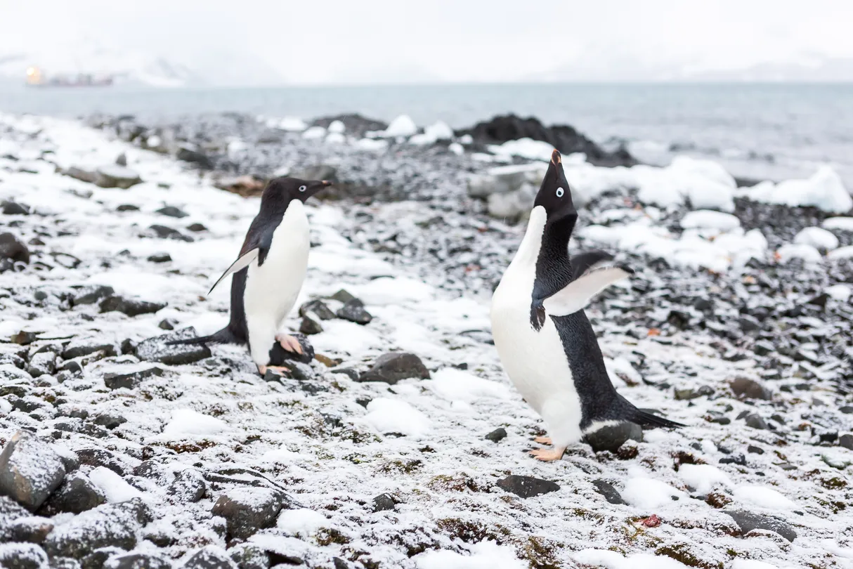 3_Cuverville Island Penguin Watching