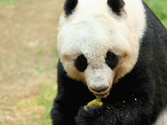 アデレード動物園