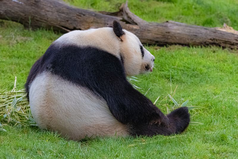 閬中貓熊樂園