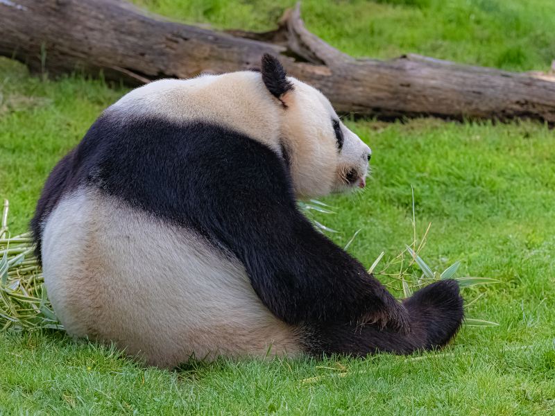 閬中貓熊樂園