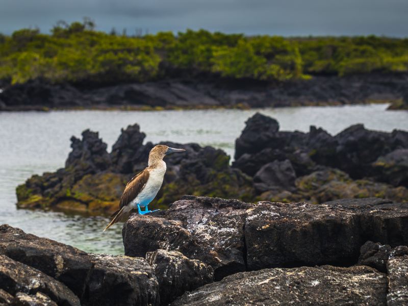 Wai'anapanapa State Park