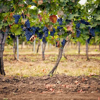 Разрешено размещения с домашними животными Отели в г. Джошуа Три