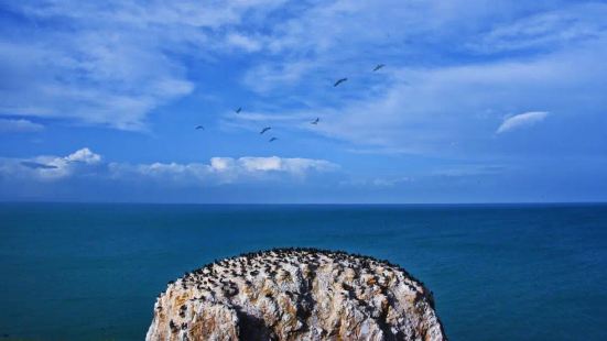 青海湖鸟岛：万鸟齐聚的奇观之地岛上鸟类数量多，约有八、九万只