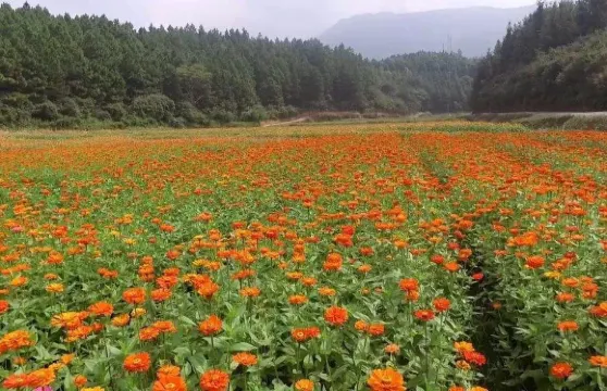 瀧泊國際慢城花千谷小童樂園門票大小同價