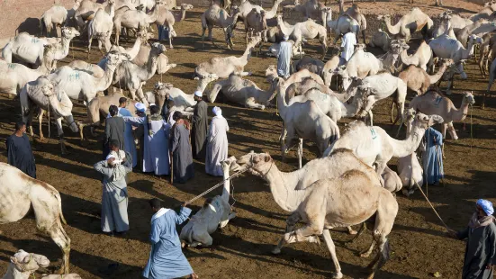 Birqash Camel Market (Souq al-Gamaal)
