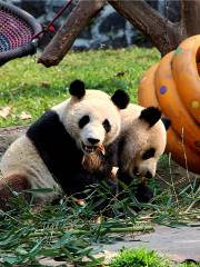 Dujiangyan China Giant Panda Garden (formerly known as Panda Paradise)