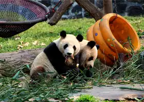 Dujiangyan China Giant Panda Garden (formerly known as Panda Paradise)