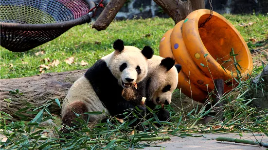 Dujiangyan China Giant Panda Garden (formerly known as Panda Paradise)