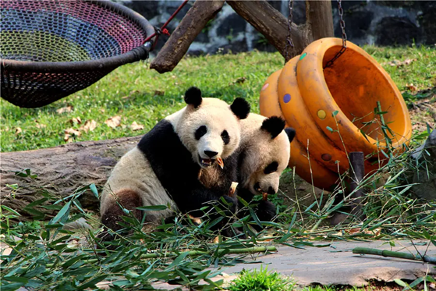 Dujiangyan China Giant Panda Garden (formerly known as Panda Paradise)