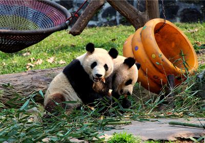 Dujiangyan China Giant Panda Garden (formerly known as Panda Paradise)
